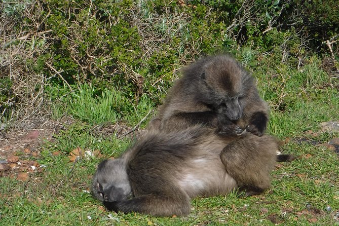 Cape of Good hope, Cape Point & Penguins, Private Morning Tour - What the private vehicle changes