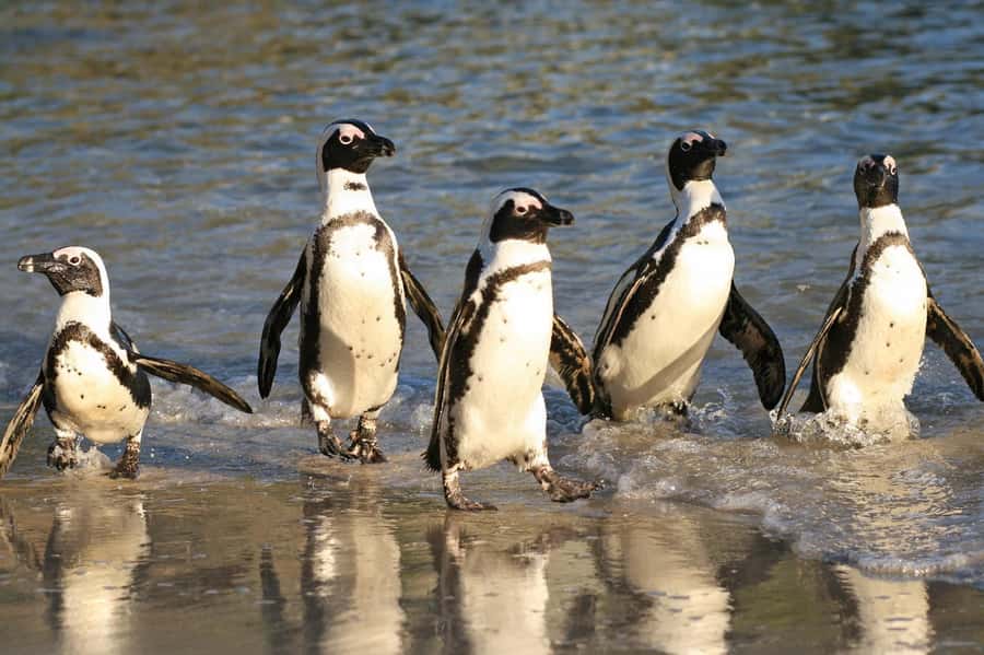Cape of Good Hope, Chapman's Peak Drive, Penguins , Seals - Starting in Bo-Kaap at 8:00 AM