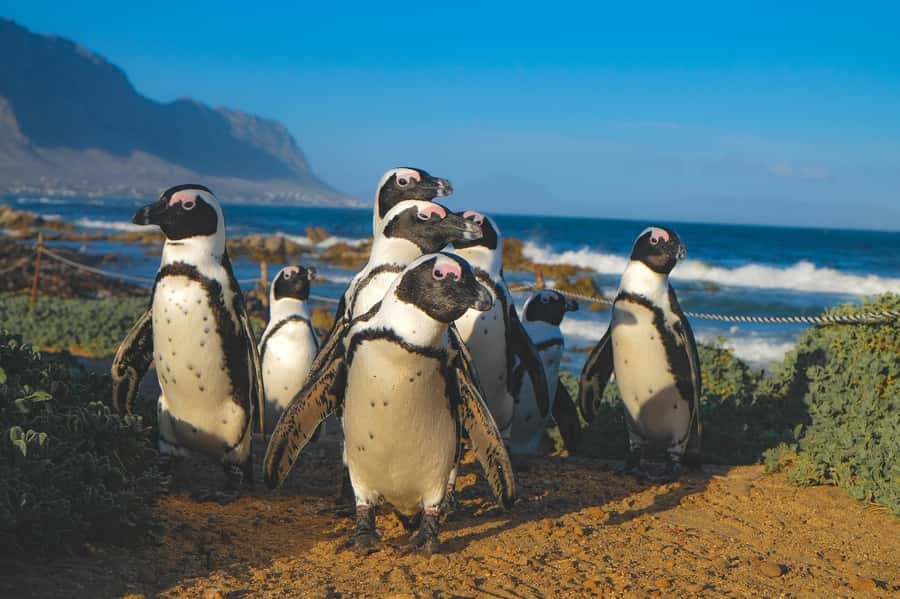 Cape of Good Hope, Chapman's Peak Drive, Penguins , Seals - Cape Point’s lighthouse and lunch break