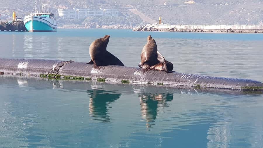Cape of Good Hope, Chapman's Peak Drive, Penguins , Seals - Boulders Beach and its African penguins