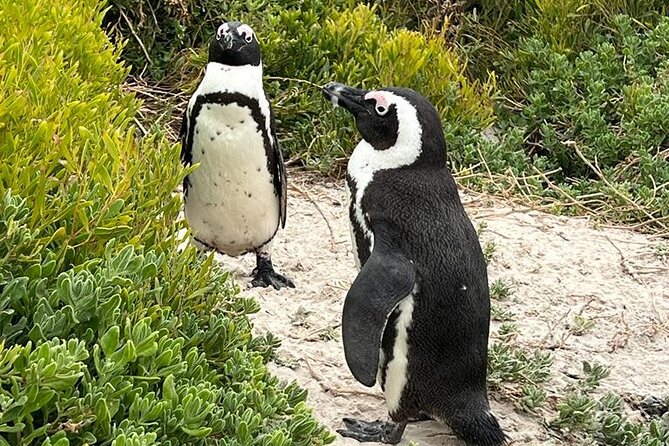 Cape of Good Hope, Penguins and Sightseeing tour - Table Mountain: start with Cape Town from above