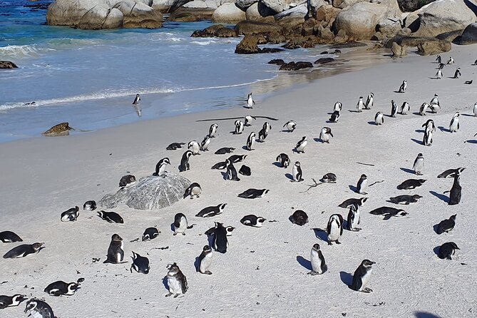 Cape of Good Hope & Penguins from Cape Town Full-Day Private Tour - Hout Bay gives you a choice at Seal Island