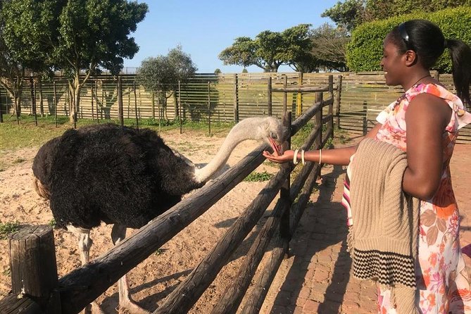 Cape of Good Hope & Penguins Full Day Tour From (The Mother City) Cape Town. - Ostriches offer a quick roadside encounter