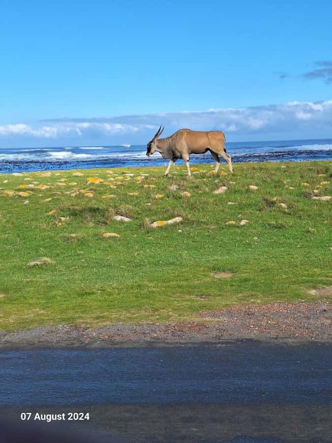 Cape of Good Hope & Penguins Private Tour - Who will enjoy this tour most?