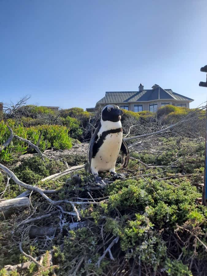 Cape of Good Hope & Penguins Private Tour - A full day along Cape Town’s southern edge