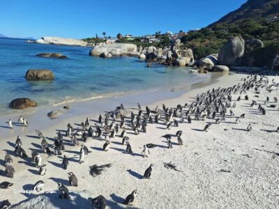 Cape of Good Hope & Penguins Private Tour