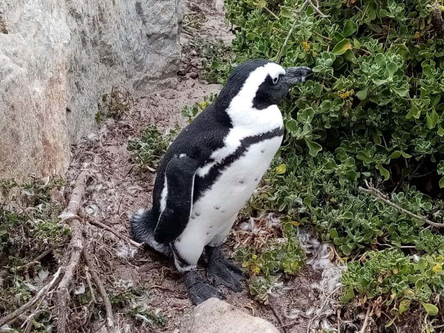 Cape of Good Hope & Penguins Private Tour - Chapman’s Peak and Noordhoek