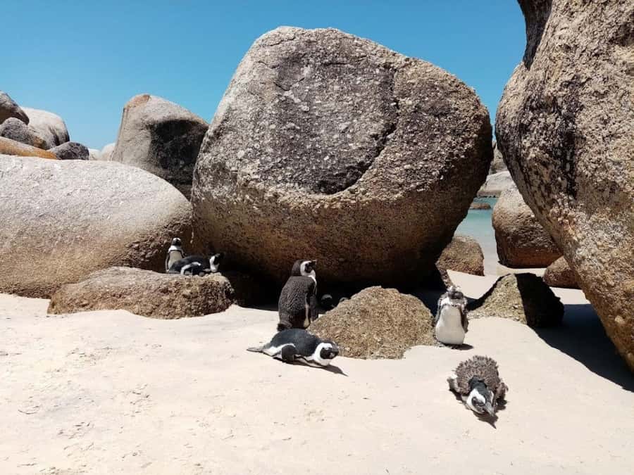 Cape of Good Hope & Penguins Private Tour - Two to nearly three hours at Cape Point