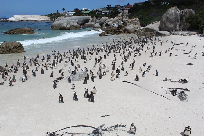 Cape Of Good Hope, Penguins Private Tour from Cape Town full day - Hout Bay and Chapman’s Peak’s 114 curves