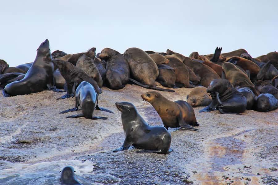 Cape of Good Hope Penguins Seals & Chapmans Peak Shared Tour - Cape of Good Hope combines wildlife and famous signs