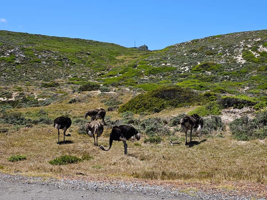 Cape of Good Hope & Penguins Shared Tour - What the guide, vehicle, and price mean for you