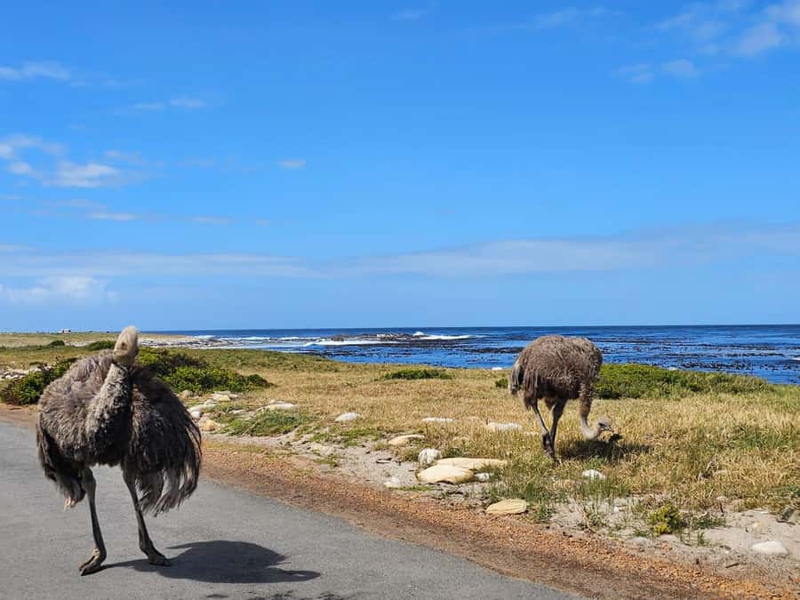 Cape of Good Hope & Penguins Shared Tour - Timing, comfort, and practical planning