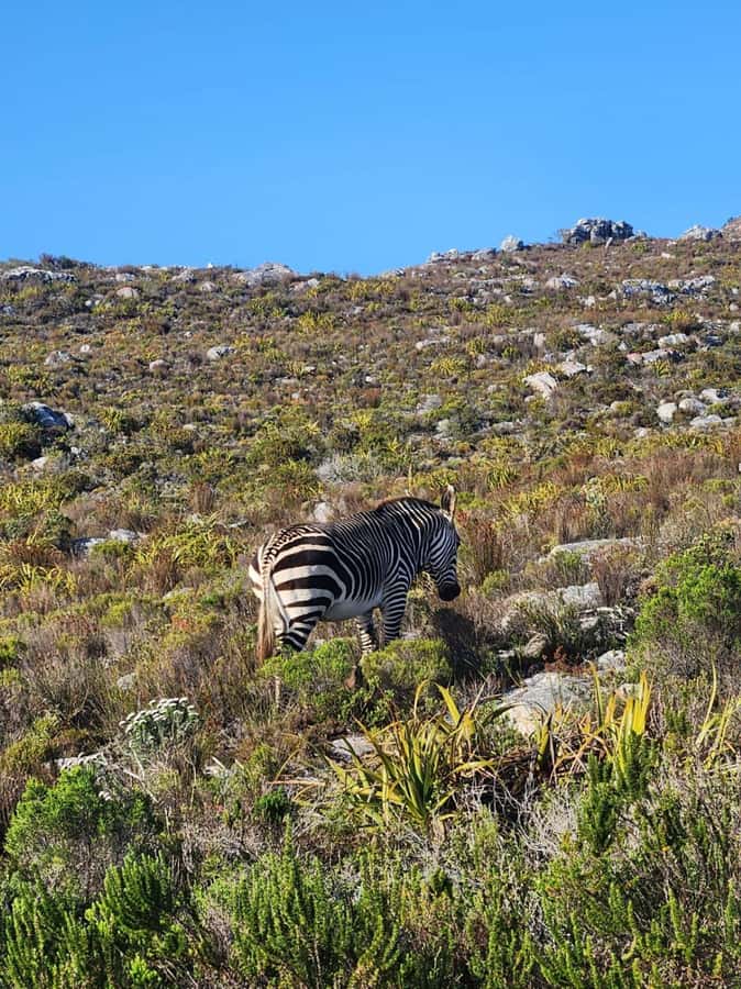 Cape of Good Hope & Penguins Shared Tour - Chapmans Peak Drive and the first coastal views