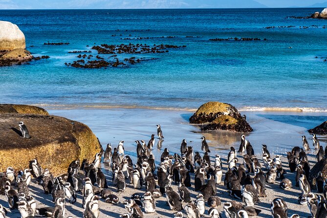 Cape of Good Hope & Penguins Small Group Tour from Cape Town - Noordhoek and Chapman’s Peak Drive