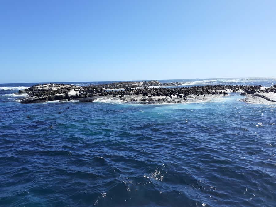 Cape of Good Hope: Sightseeing and African Penguins Tour - Key points to know before booking