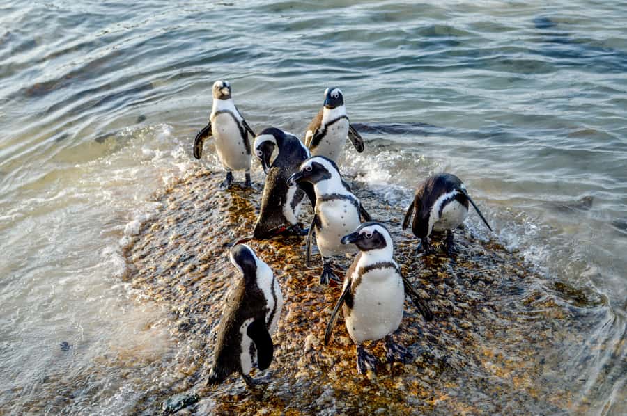 Cape of Good Hope: Sightseeing and African Penguins Tour - Cape of Good Hope Nature Reserve puts the coast in context