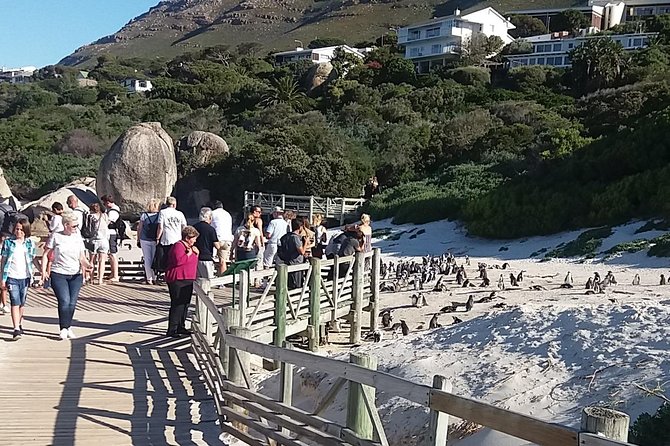 Cape of Good Hope T Mountain Bo-Kaap Penguins Private +Tickets - Simon’s Town and the African penguins at Boulders Beach