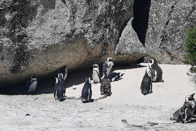 Cape Peninsula Cape of Good Hope and Penguins Tour in Cape Town - A long Cape Peninsula day with a clear focus
