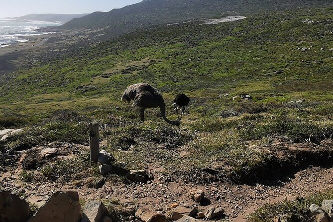 Cape Peninsula Cape of Good Hope and Penguins Tour in Cape Town - Camps Bay, Clifton, and the Twelve Apostles