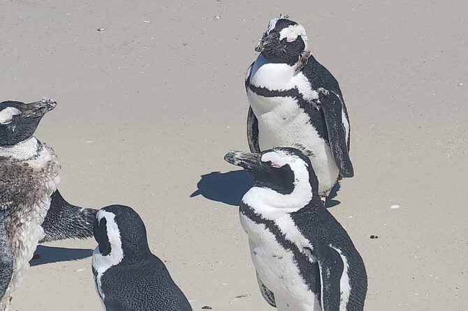 Cape Peninsula &Penguin Sightseeing in Private Car Full Day Tour - Noordhoek Farm Village is the sensible refreshment stop