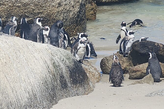 Cape Peninsula &Penguin Sightseeing in Private Car Full Day Tour - Cape Point Nature Reserve takes you into open country