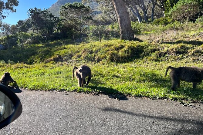 Cape Peninsula &Penguin Sightseeing in Private Car Full Day Tour - The Cape of Good Hope adds the famous southern viewpoint