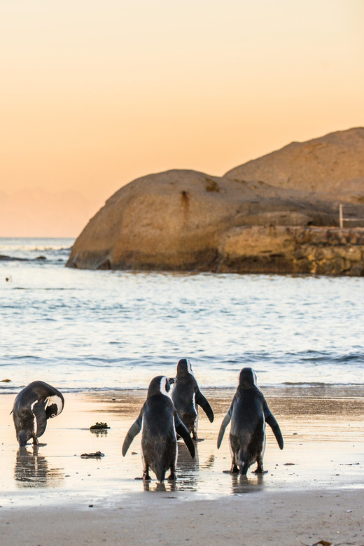 Cape Peninsula & Penguins Beach Half Day Tour from Cape Town - Price, extra fees, and what you receive