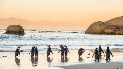 Cape Peninsula & Penguins Beach Half Day Tour from Cape Town