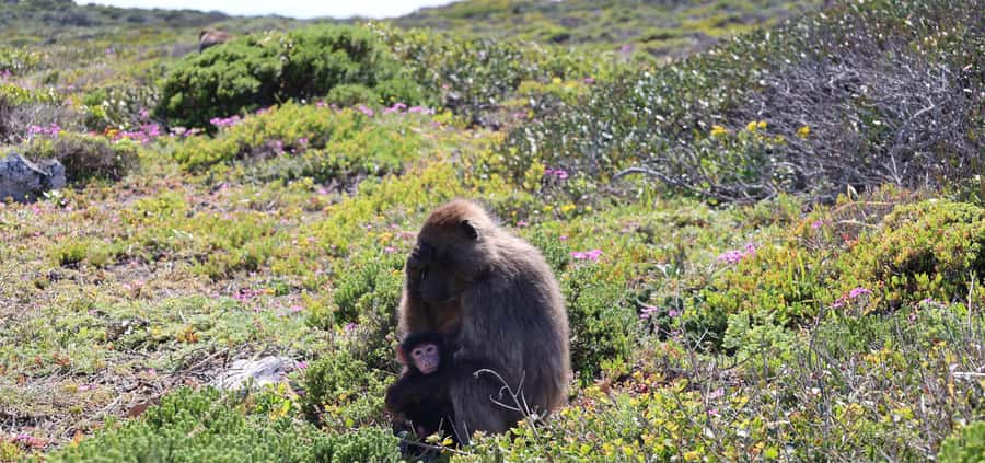 Cape Peninsula & Penguins Beach Half Day Tour from Cape Town - Cape Point Lighthouse is the main walking stop