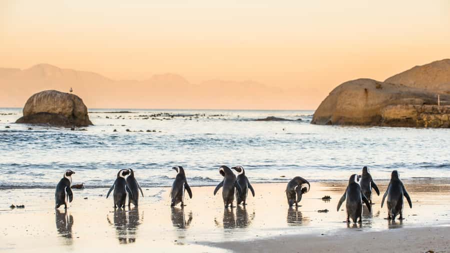 Cape Peninsula & Penguins Beach Half Day Tour from Cape Town - Maiden’s Cove opens with Cape Town’s best city view