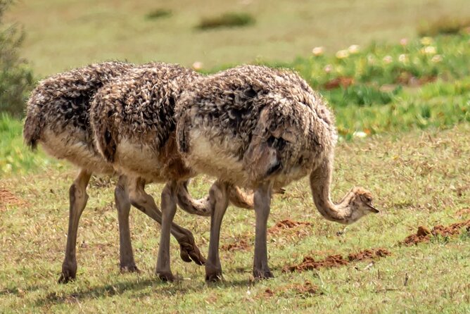 Cape Peninsula & Penguins Private Day Tour, Entrances Included. - Hout Bay and the optional Duiker Island cruise
