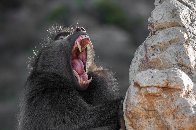 Cape Peninsula & Penguins Private Day Tour, Entrances Included. - Cape Point Nature Reserve brings wildlife into the picture