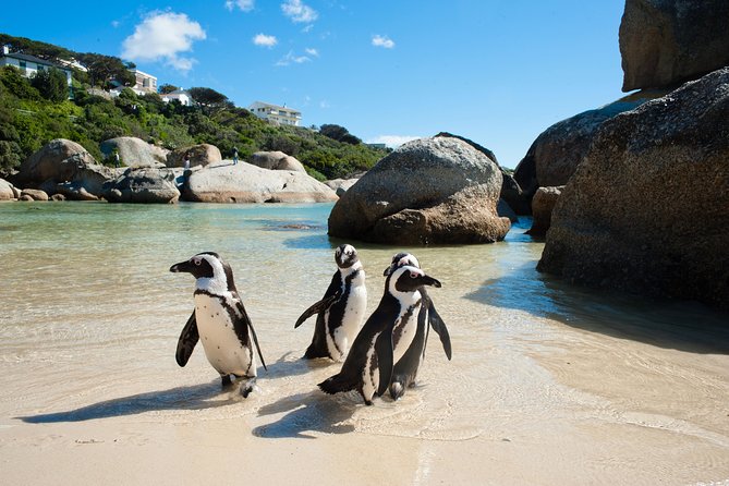 Cape Point and Boulder's Penguins Full Day Tour - Lunch, extra costs, and total value