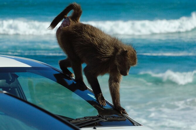 Cape Point and Boulder's Penguins Full Day Tour - Who should book this day trip