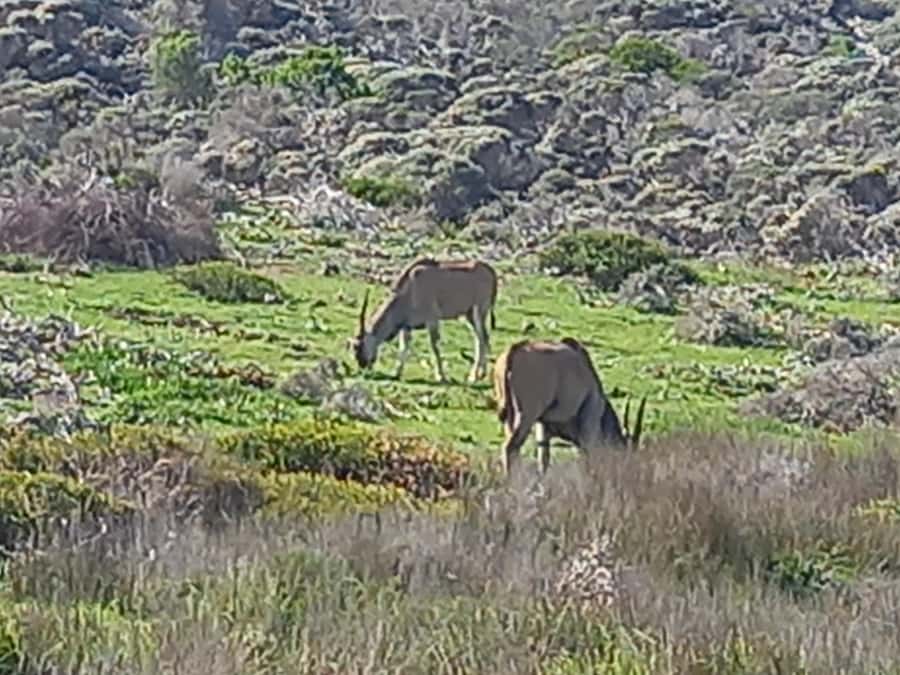 cape point and penguin ,muizenberg, bookapp - Key points to know before booking