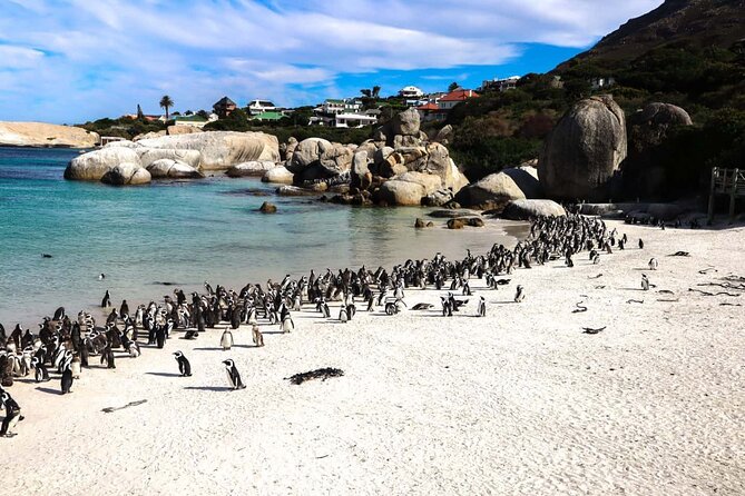 Cape Point , Boulder Beach Penguins and Cape of Good Hope Tour. - Boulders Beach is the day’s wildlife highlight