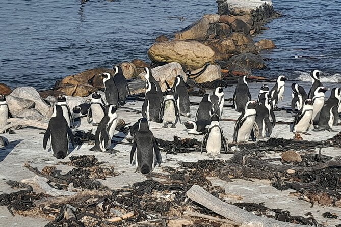 Cape Point Cape Of Good Hope And Penguins Private Tour - Cape of Good Hope: history, wildlife, and open trails