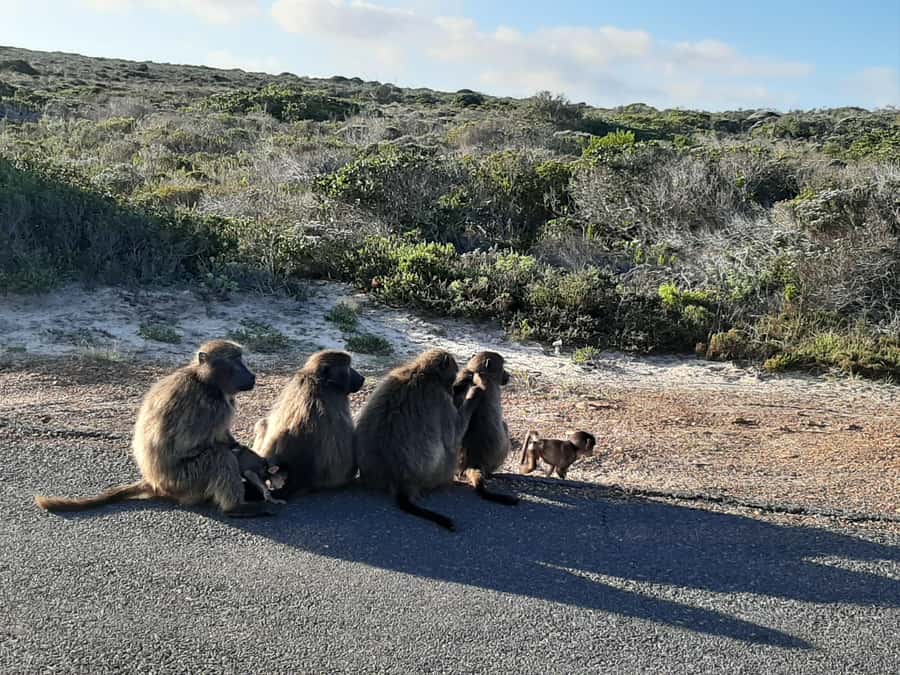 Cape Point Cape of Good Hope, Penguins Private Half day Tour - Key points to know before booking