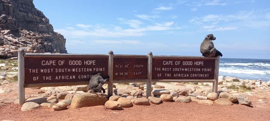 Cape Point Cape of Good Hope, Penguins Private Half day Tour - Who should book this private Cape Peninsula tour