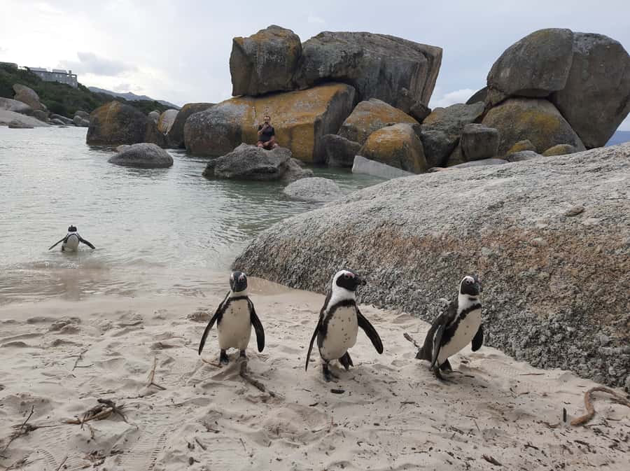 Cape Point Cape of Good Hope, Penguins Private Half day Tour - Why this five-hour route works so well