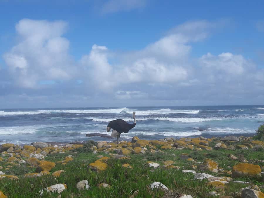 Cape Point Cape of Good Hope, Penguins Private Half day Tour - The twists and views of Chapman’s Peak Drive