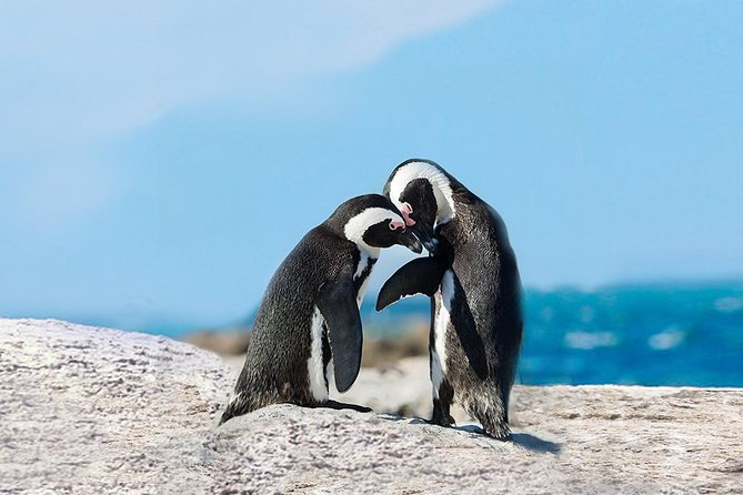 Cape Point Explore with Boulder's Penguins Small Group Day Tour - Hout Bay gives you an easy start
