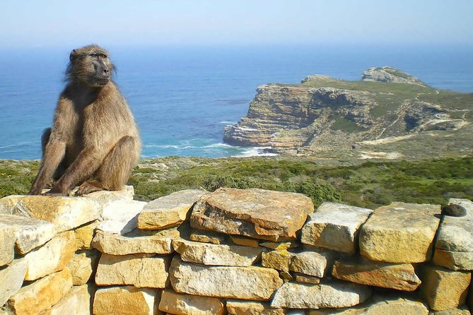 Cape Point Explore with Boulder's Penguins Small Group Day Tour - Guide quality can shape the whole day