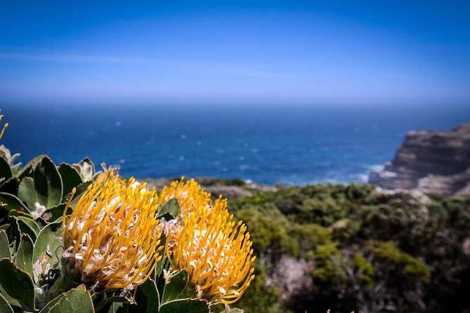 Cape Point Explore with Boulder's Penguins Small Group Day Tour - Is $202.01 a good value?