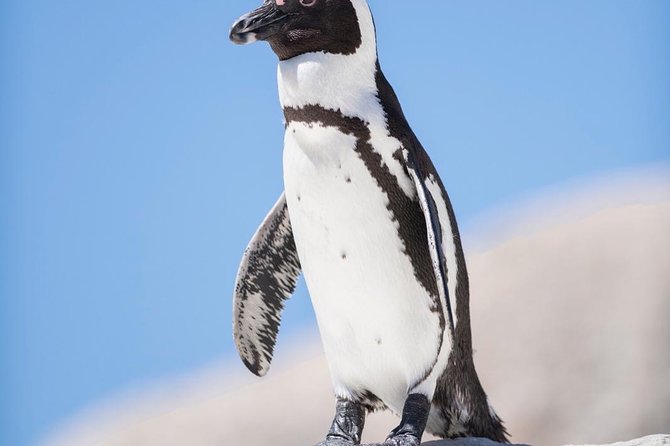 Cape Point Penguin Tour - Cape of Good Hope Nature Reserve and Cape Point