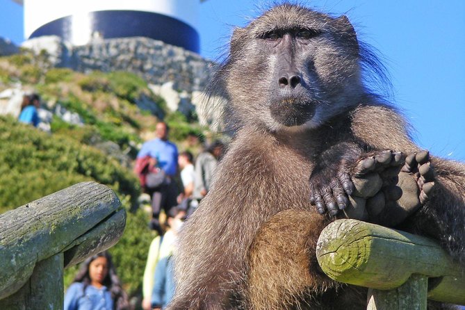 Cape Point & Penguins full day tour - Kalk Bay, where the coast slows down