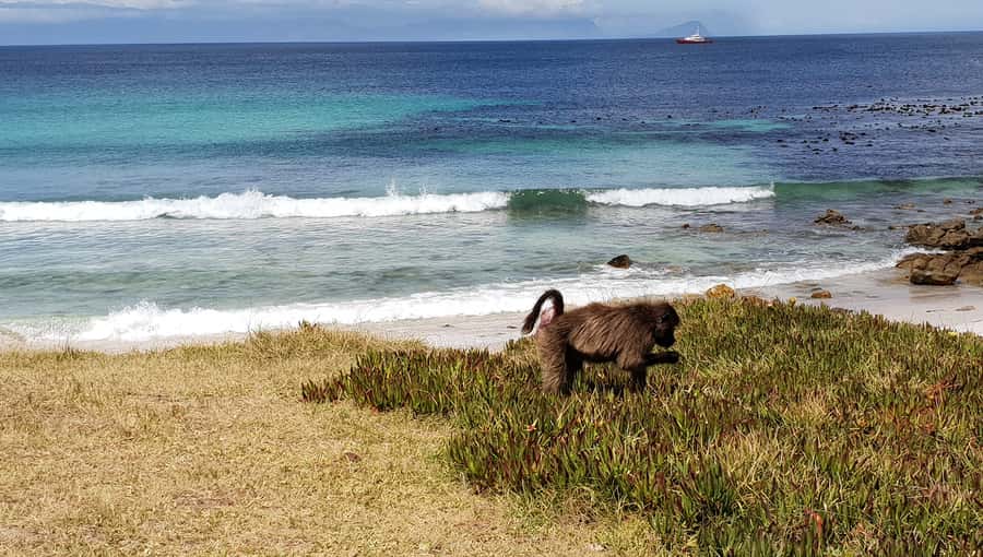 Cape Point & Penguins: Private Cape Peninsula Tour. - Why this private Cape Peninsula route works