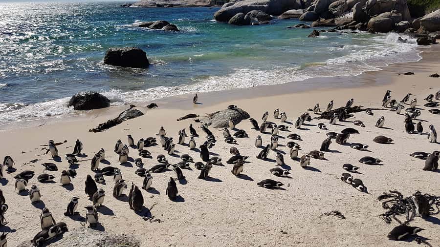 Cape Point & Penguins: Private Cape Peninsula Tour. - Starting beside Table Mountain and False Bay