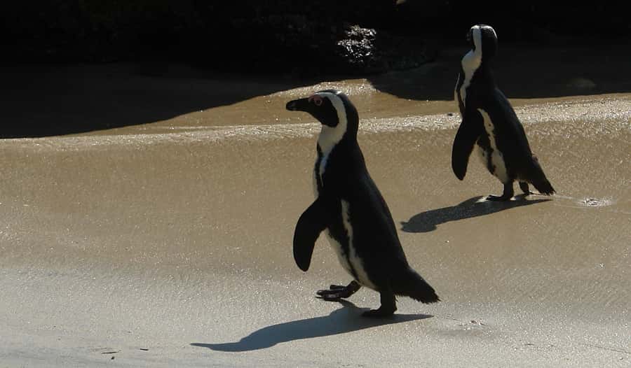 Cape Point & Penguins: Private Cape Peninsula Tour. - Cape Point and the Cape of Good Hope