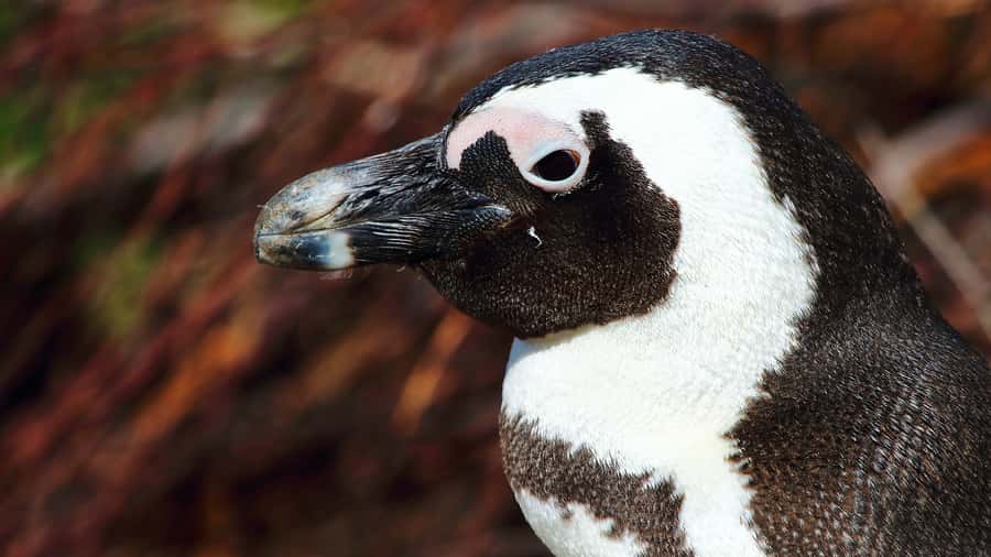 Cape Point & Penguins: Private Cape Peninsula Tour. - The lunch break in Noordhoek